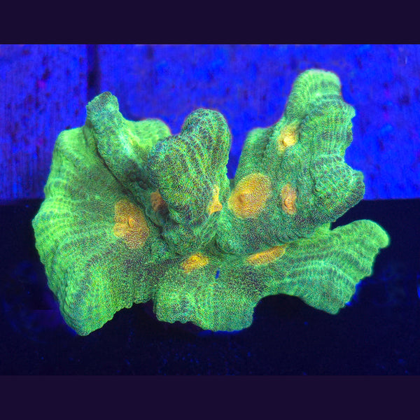Space Invader Pectinia - Aquacultured LPS Coral | AJ's Aquariums