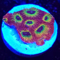 Spicy Lemon Favia - Aquacultured LPS Coral | AJ's Aquariums