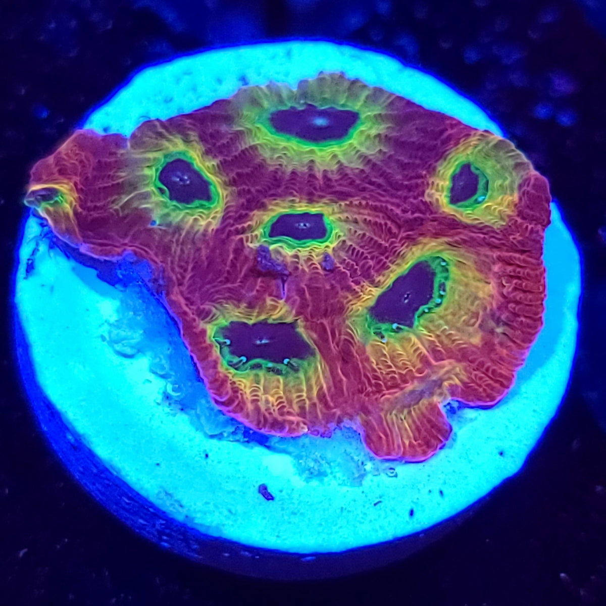 Spicy Lemon Favia - Aquacultured LPS Coral | AJ's Aquariums