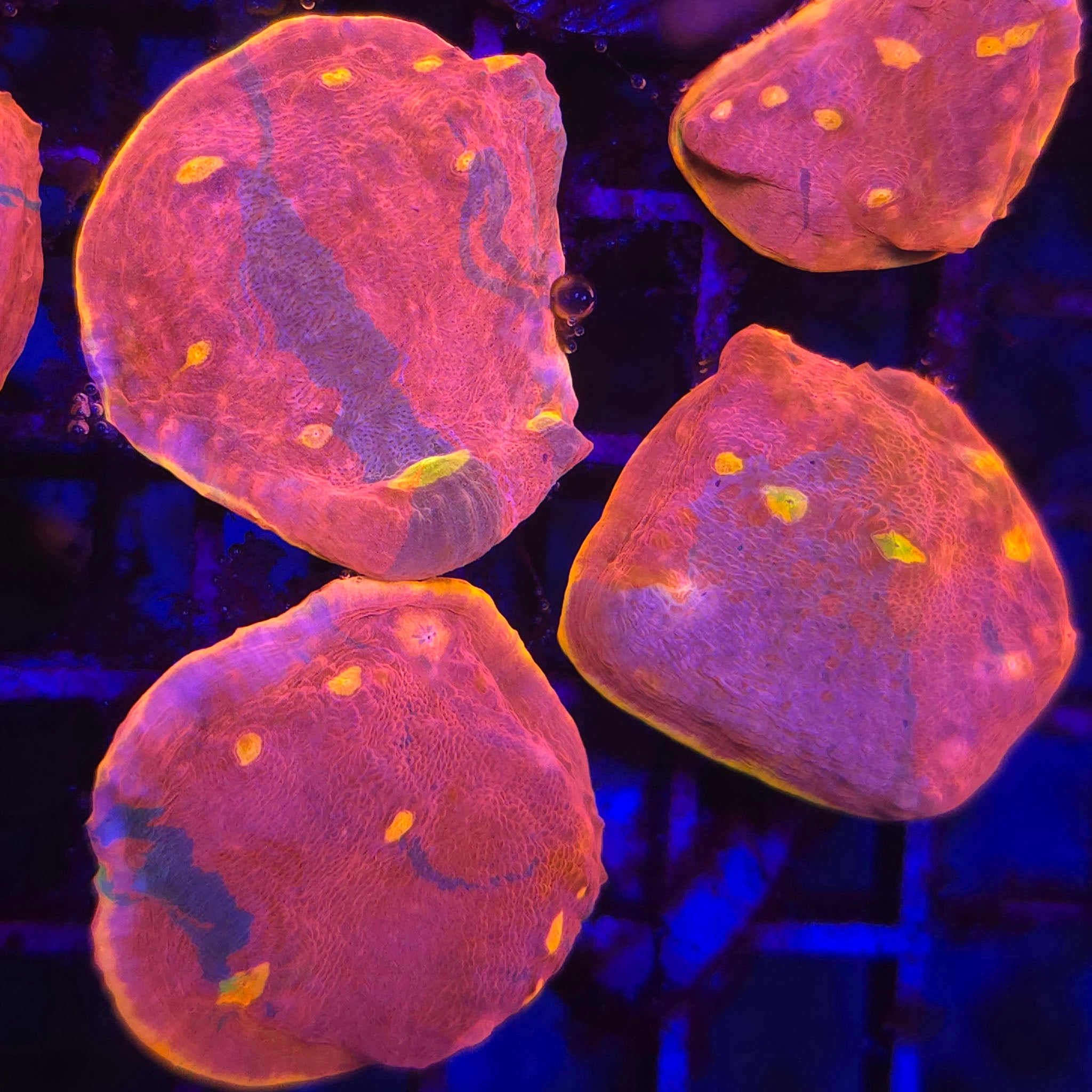 Stained Glass Rainbow Chalice - Aquacultured LPS Coral | AJ's Aquariums