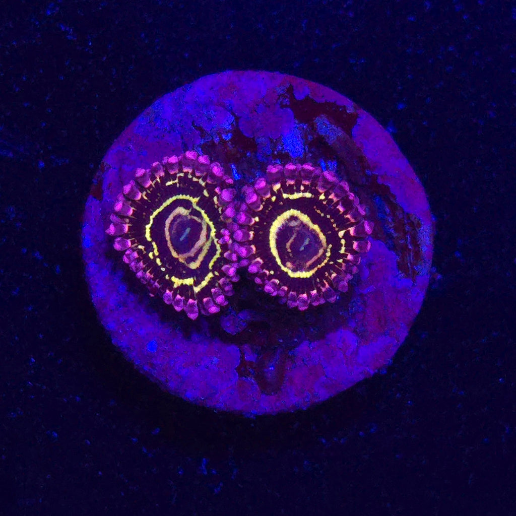 Stratosphere Zoanthid WYSIWYG - Aquacultured Softie Coral | AJ's Aquariums
