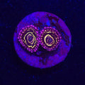 Stratosphere Zoanthid WYSIWYG - Aquacultured Softie Coral | AJ's Aquariums