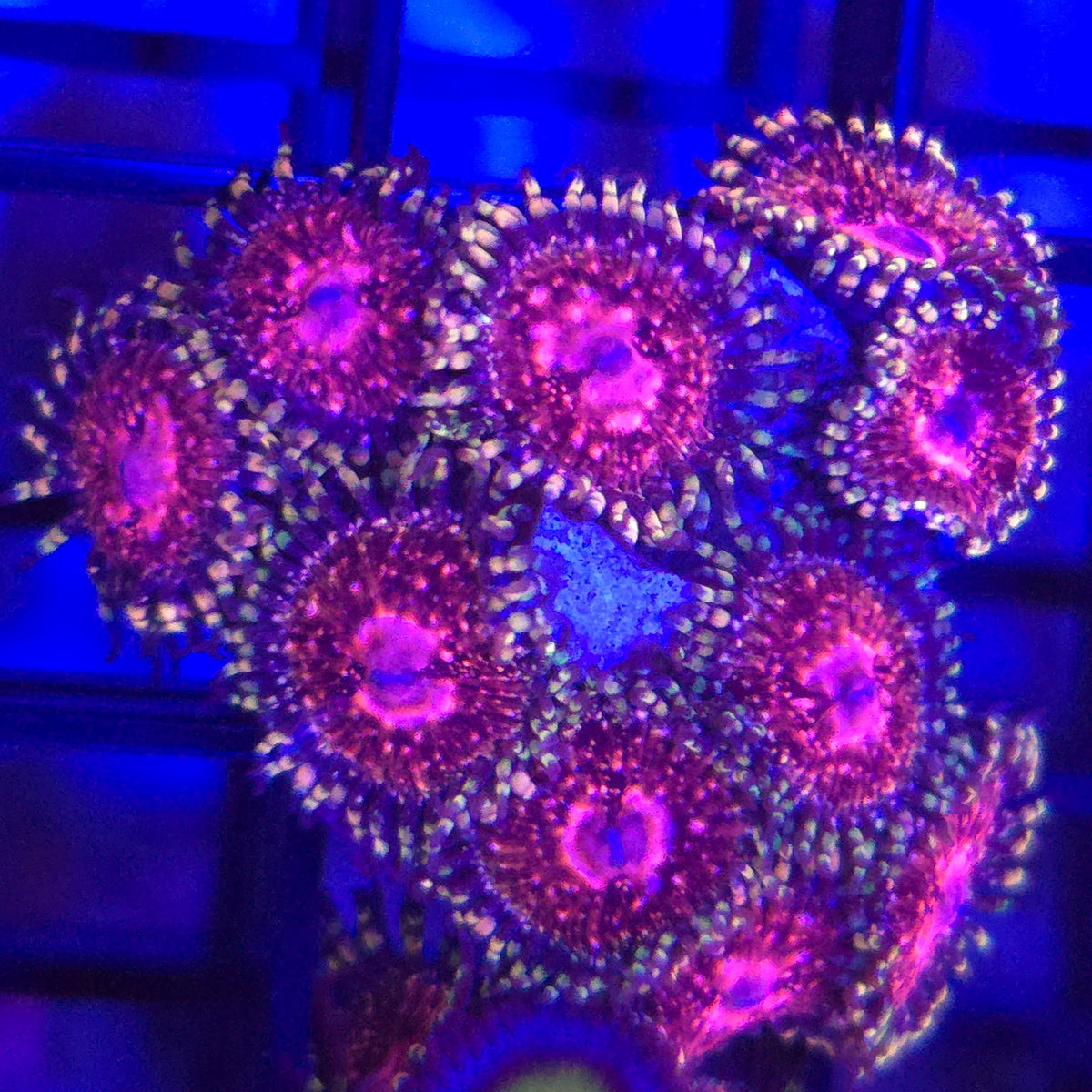 Strawberry Wine Zoanthids - Aquacultured Softie Coral | AJ's Aquariums