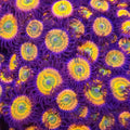 Sunny D Zoanthids - Aquacultured Softie Coral | AJ's Aquariums