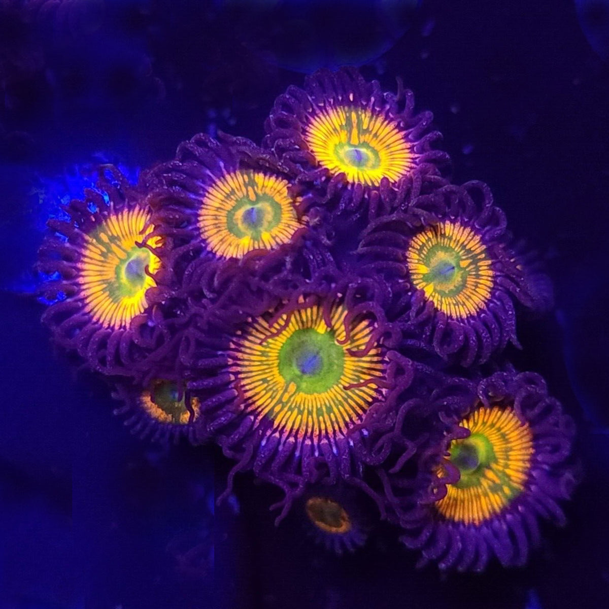 Sunny D Zoanthids