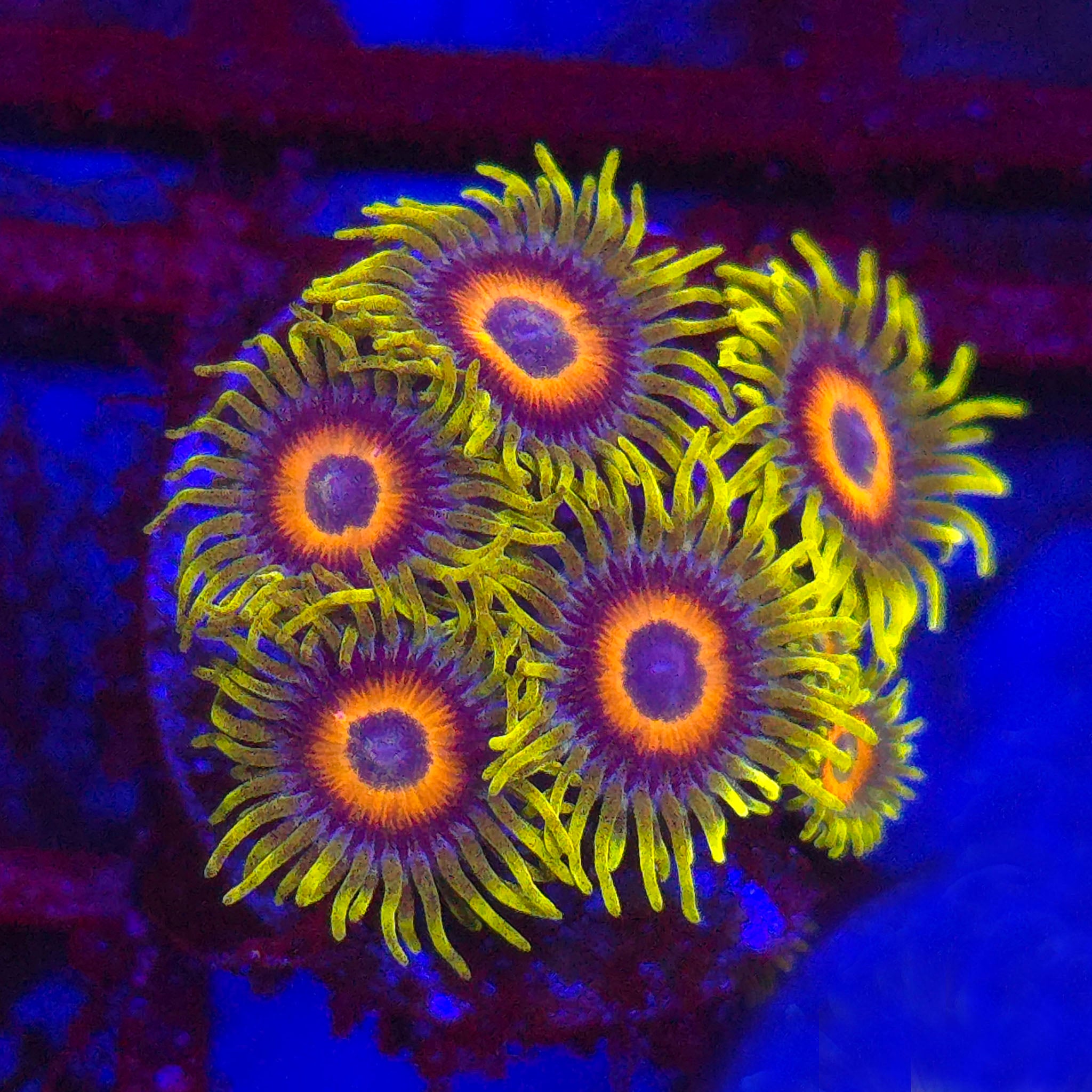 Super Saiyan Zoanthids - Aquacultured Softie Coral | AJ's Aquariums