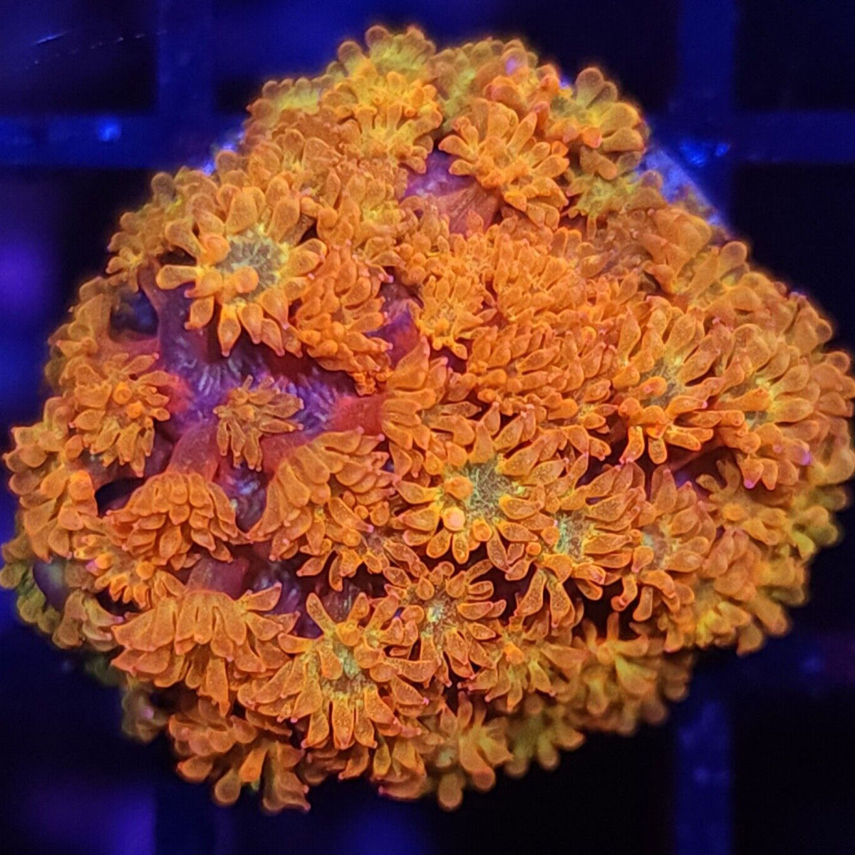 TCK Combustion Goniopora - Aquacultured LPS Coral | AJ's Aquariums