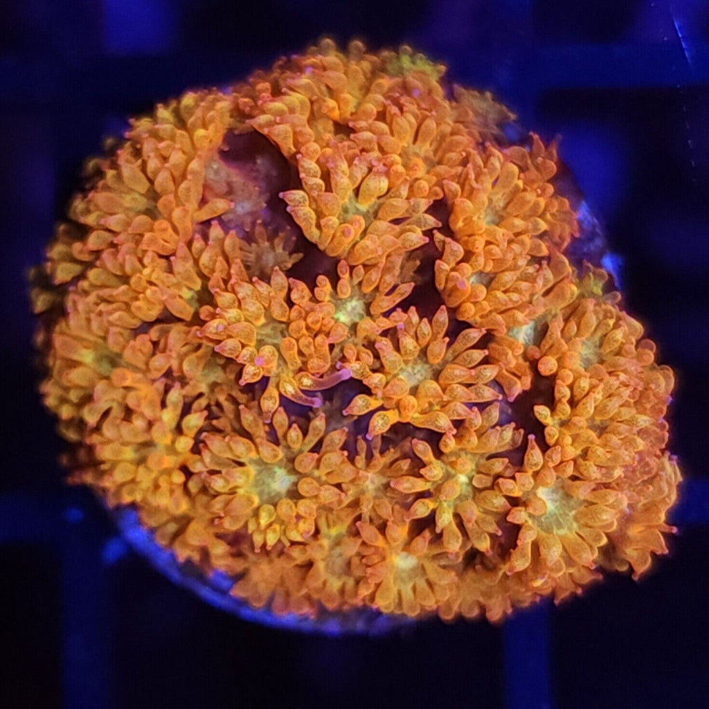 TCK Combustion Goniopora