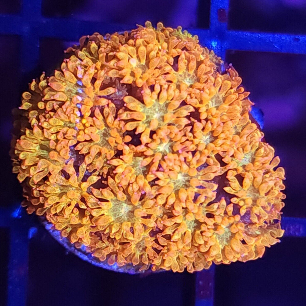 TCK Combustion Goniopora