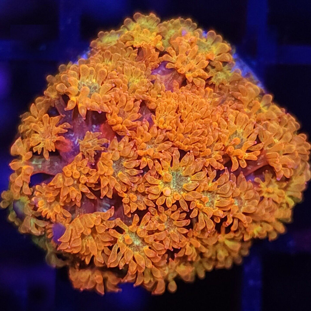TCK Combustion Goniopora