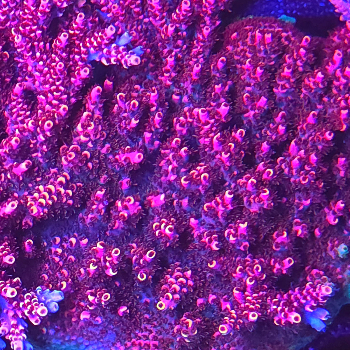 TSA Fruity Splice Acropora