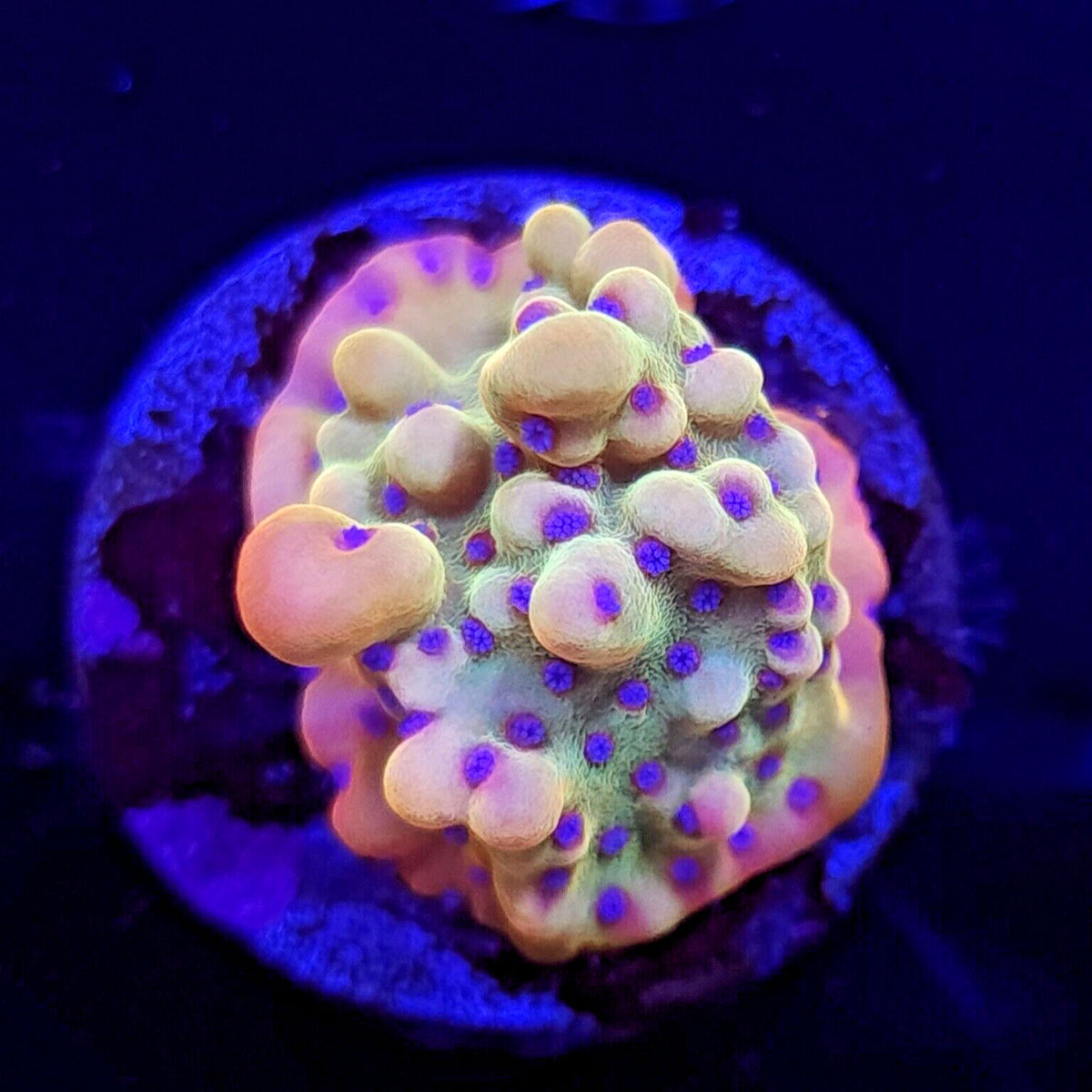 TSA Beast Montipora - Aquacultured SPS Coral | AJ's Aquariums