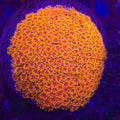 TSA Laffy Taffy Goniopora Bernardpora WYSIWYG - Aquacultured LPS Coral | AJ's Aquariums