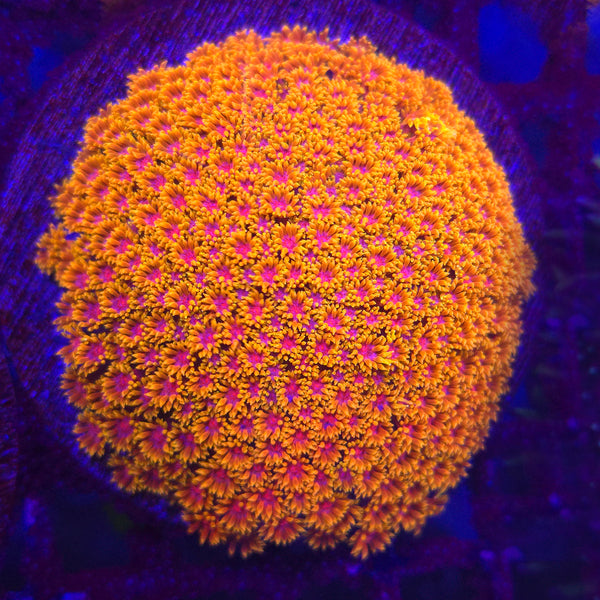 TSA Laffy Taffy Goniopora Bernardpora WYSIWYG - Aquacultured LPS Coral | AJ's Aquariums