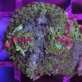 TSA Mardi Gras Bounce Mushroom - Aquacultured Softie Coral | AJ's Aquariums