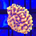 TSA Minion Montipora - Aquacultured SPS Coral | AJ's Aquariums