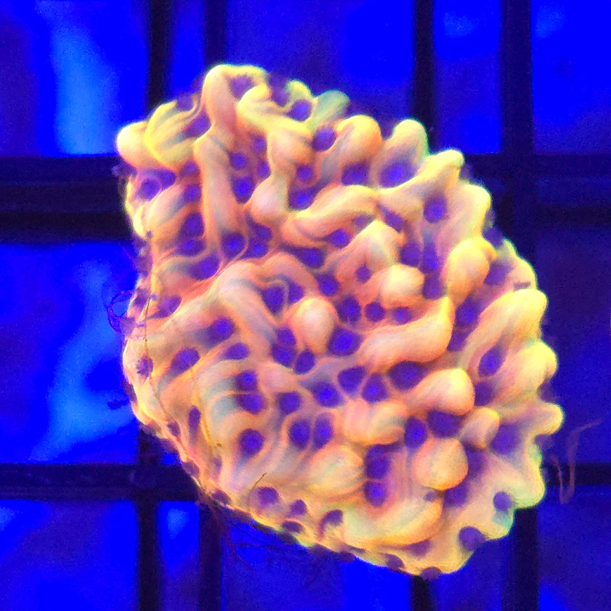 TSA Minion Montipora - Aquacultured SPS Coral | AJ's Aquariums