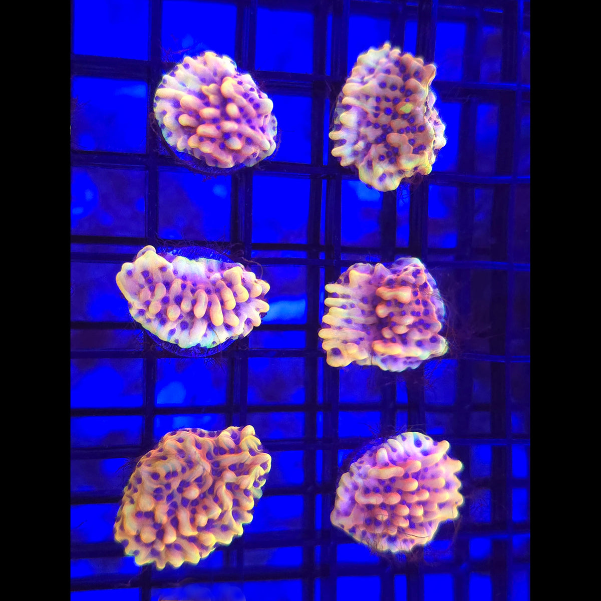 TSA Minion Montipora