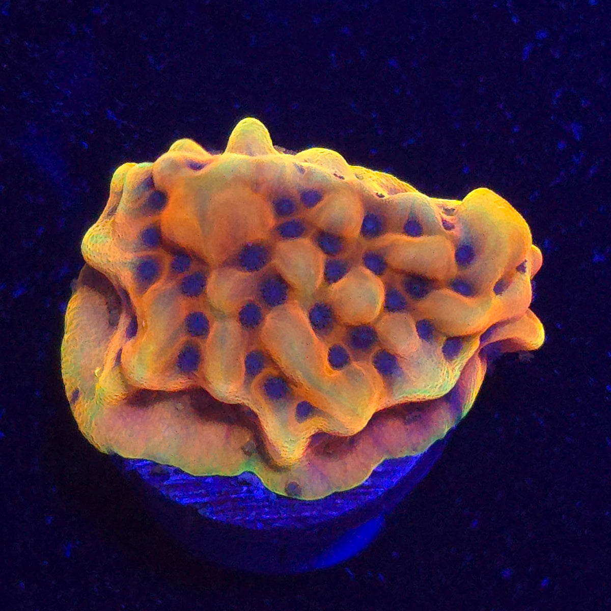 TSA Minion Montipora WYSIWYG - Aquacultured SPS Coral | AJ's Aquariums