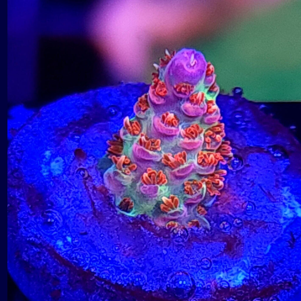 TSA Princess Peach Acropora - Aquacultured SPS Coral | AJ's Aquariums