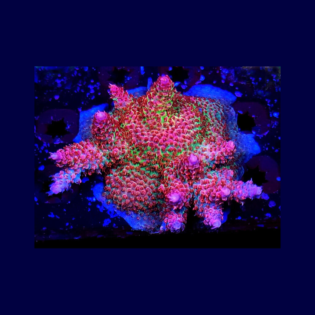 TSA Princess Peach Acropora