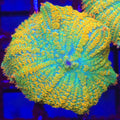 Tequila Sunrise Rhodactis Mushroom - Aquacultured Softie Coral | AJ's Aquariums