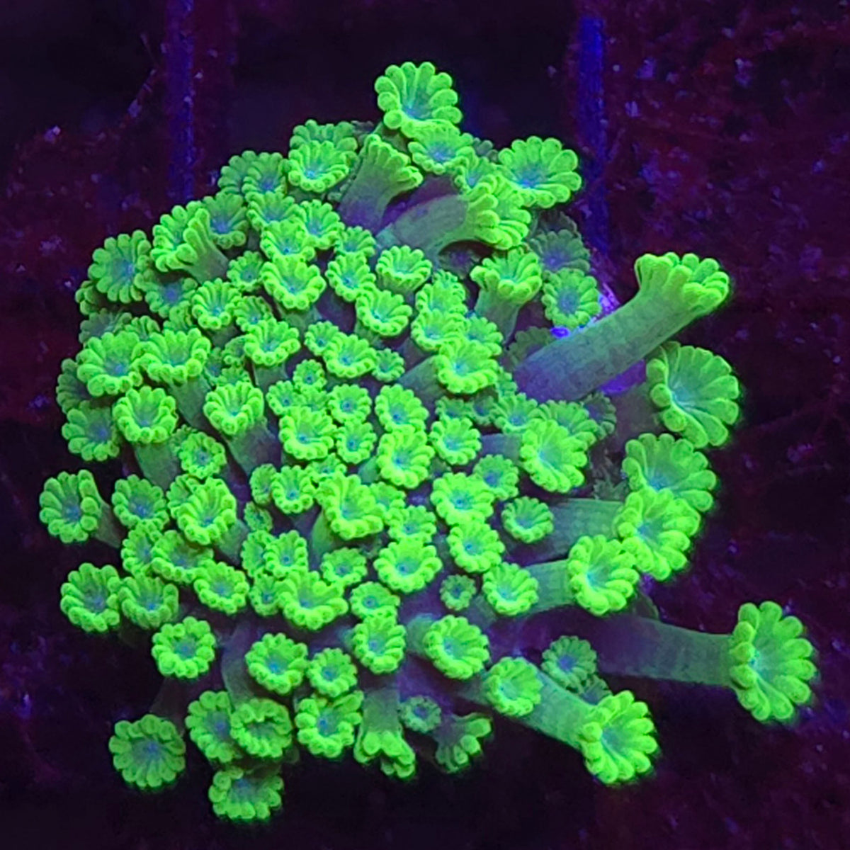 Toxic Green Micro Alveopora