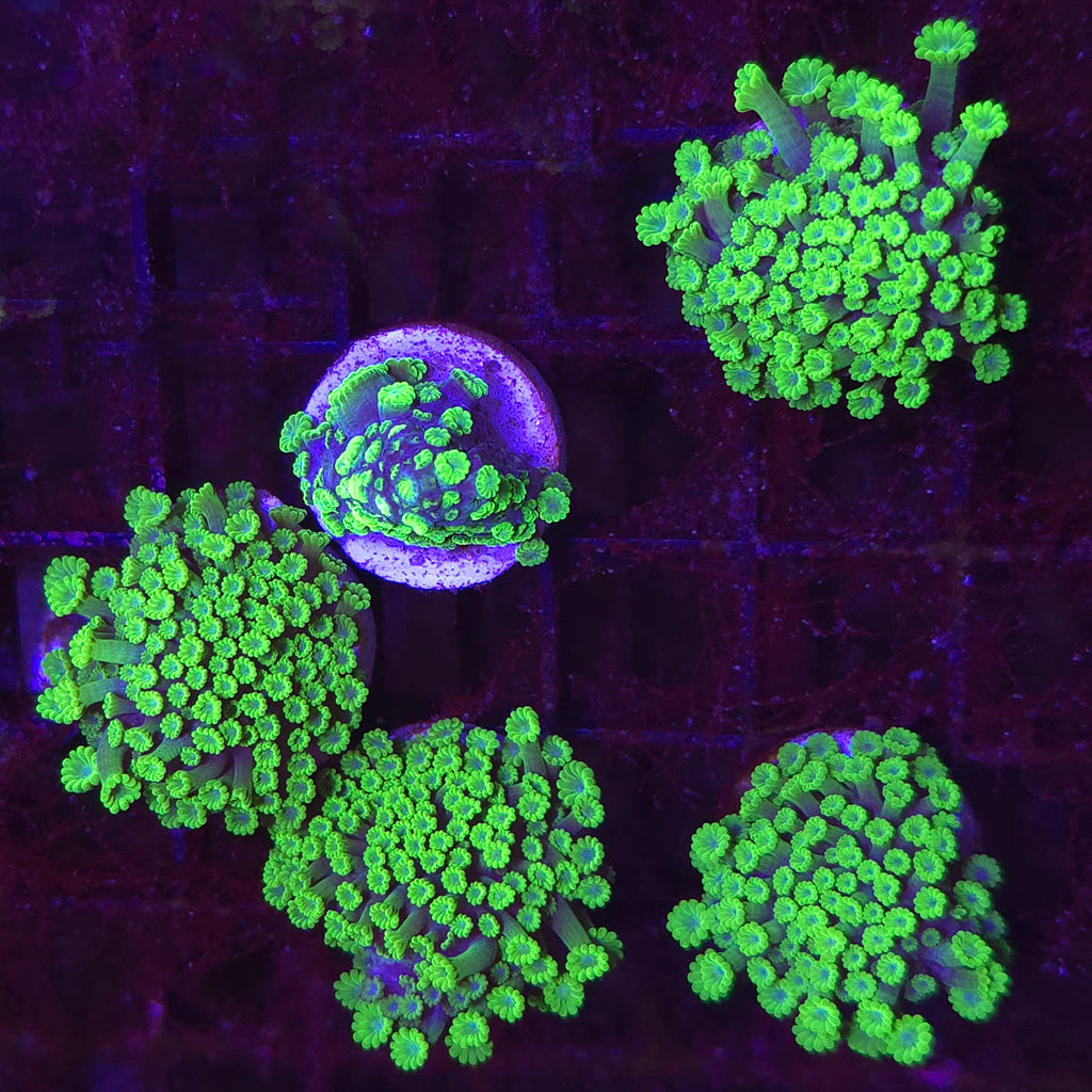 Toxic Green Micro Alveopora