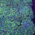 Toxic Green Yaeyamaensis Octospawn