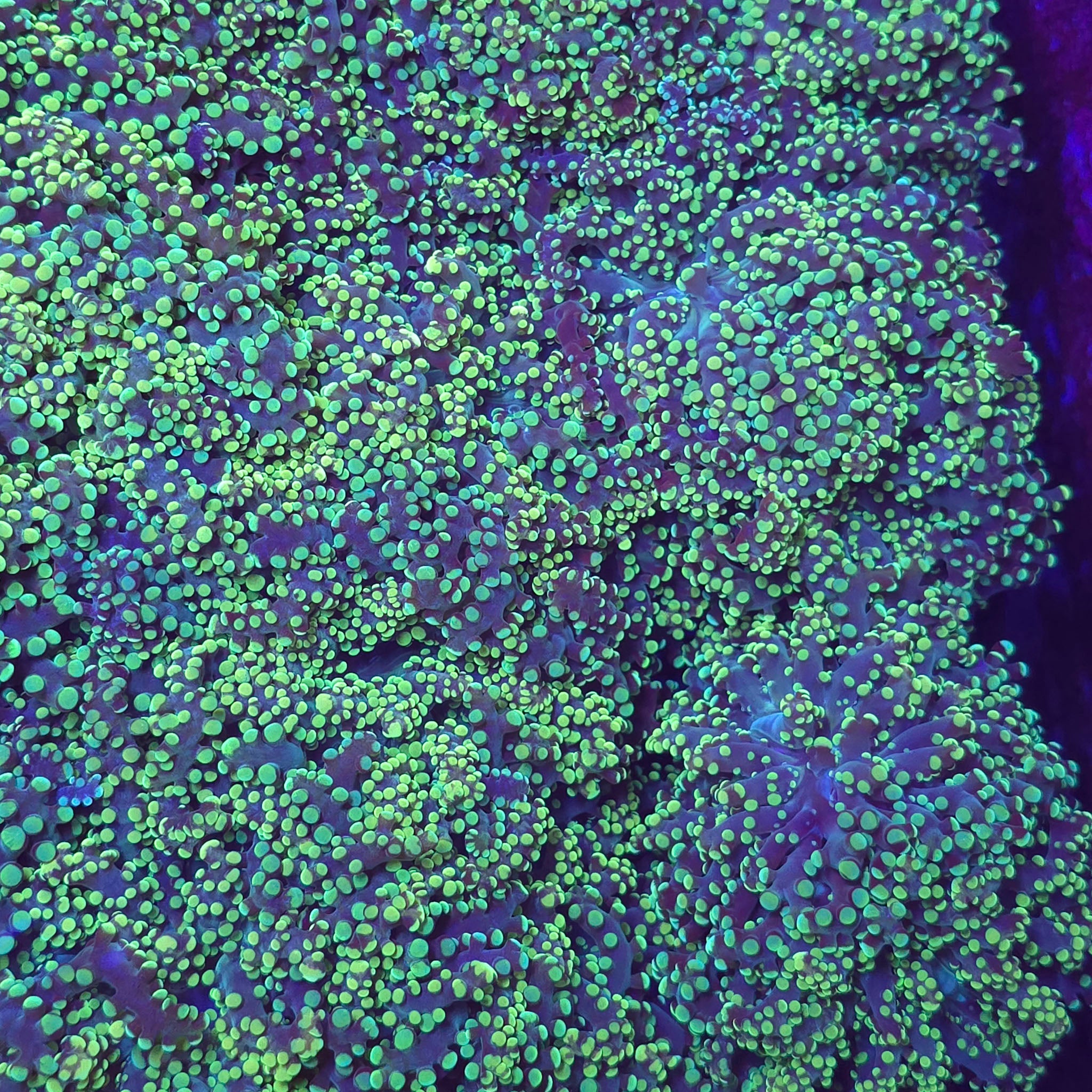 Toxic Green Yaeyamaensis Octospawn
