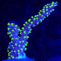 Tubbs Stellata Digitata Montipora - Aquacultured SPS Coral | AJ's Aquariums