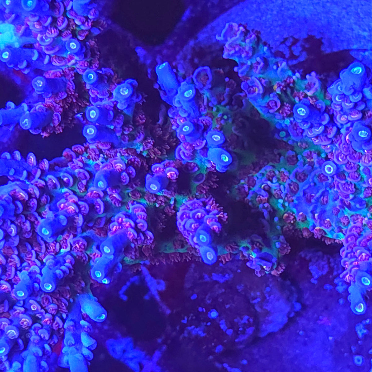 Tyree Superman Acropora