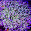 Tyree Pinky the Bear Acropora - Aquacultured SPS Coral | AJ's Aquariums