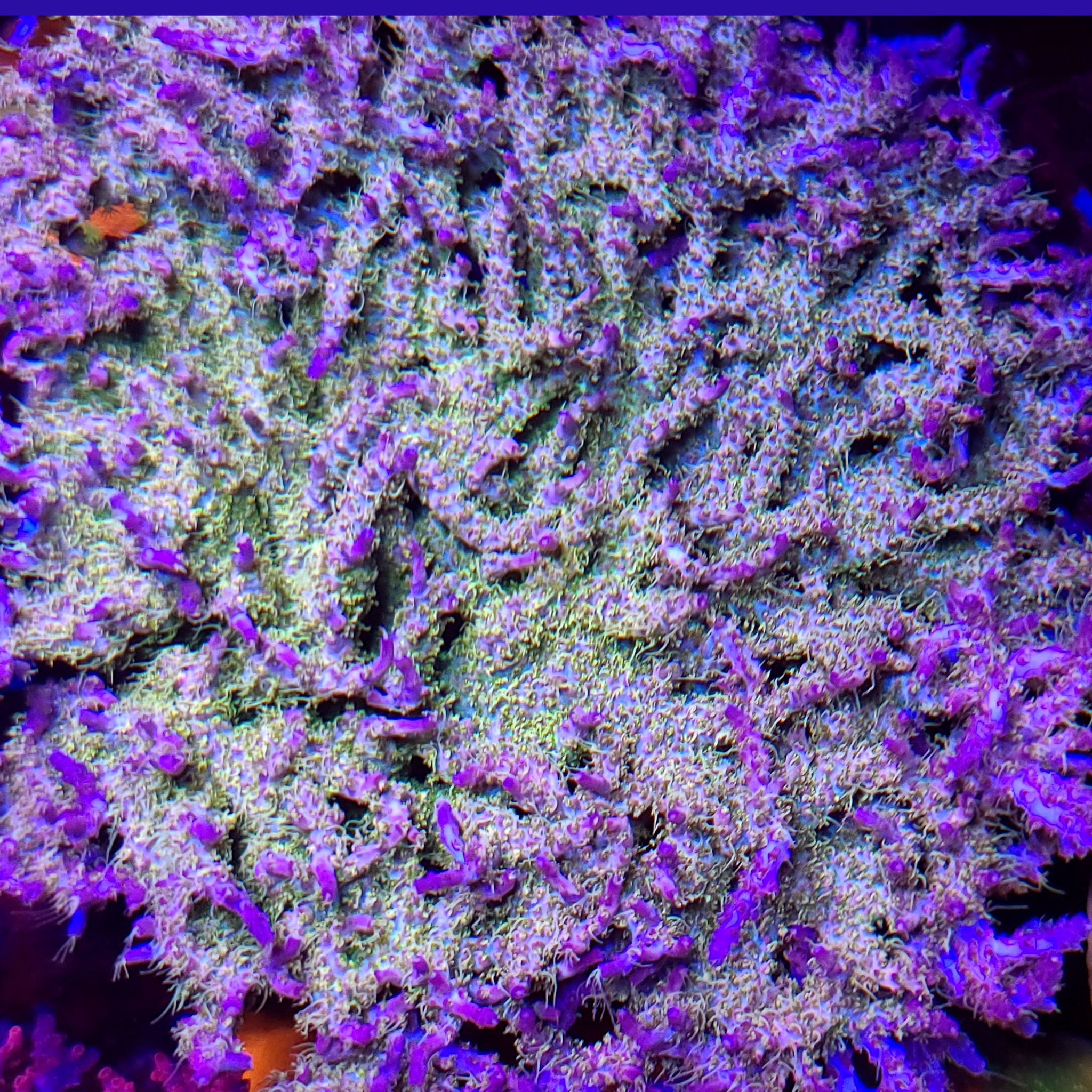 Tyree Pinky the Bear Acropora - Aquacultured SPS Coral | AJ's Aquariums