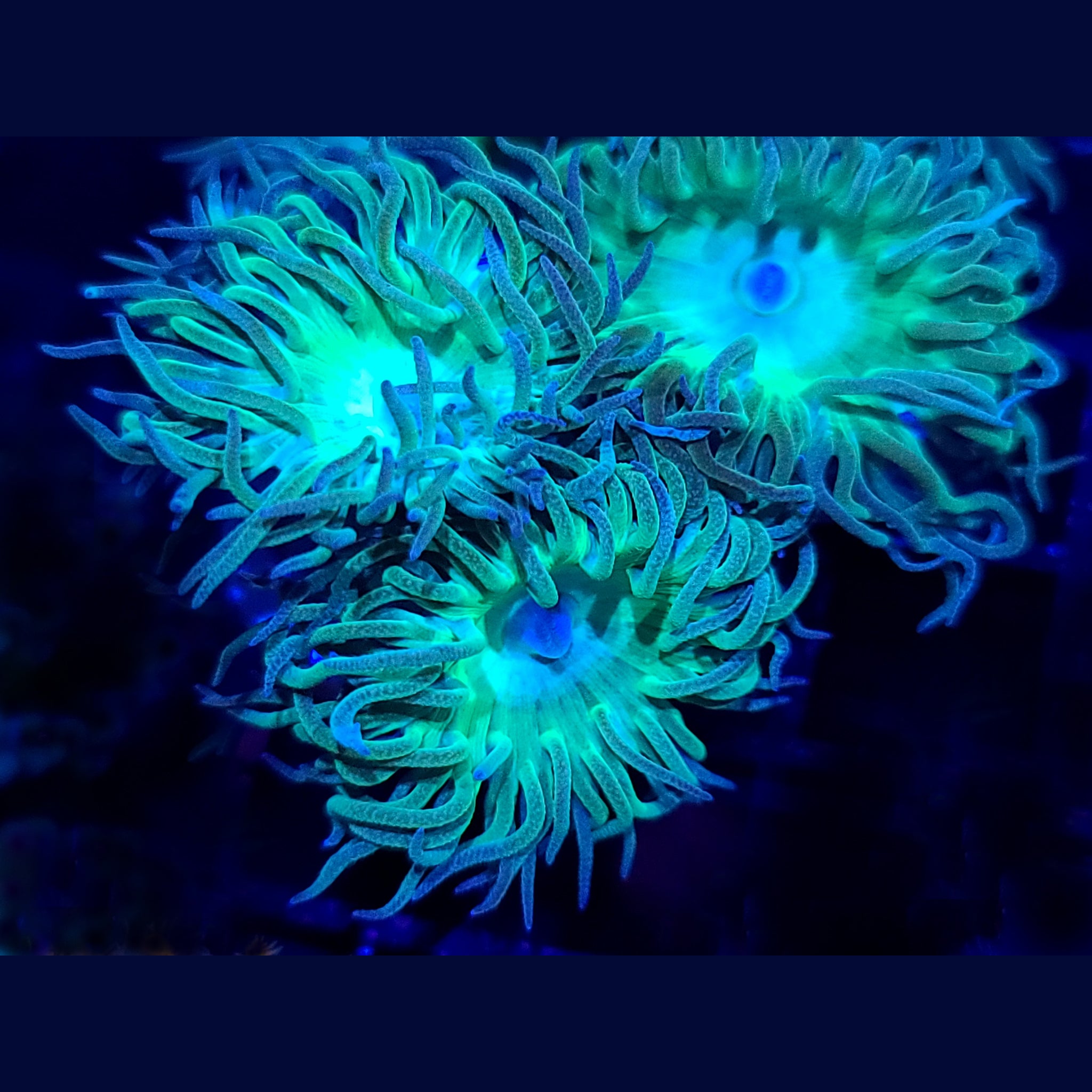 Ultra Duncan - Aquacultured LPS Coral | AJ's Aquariums