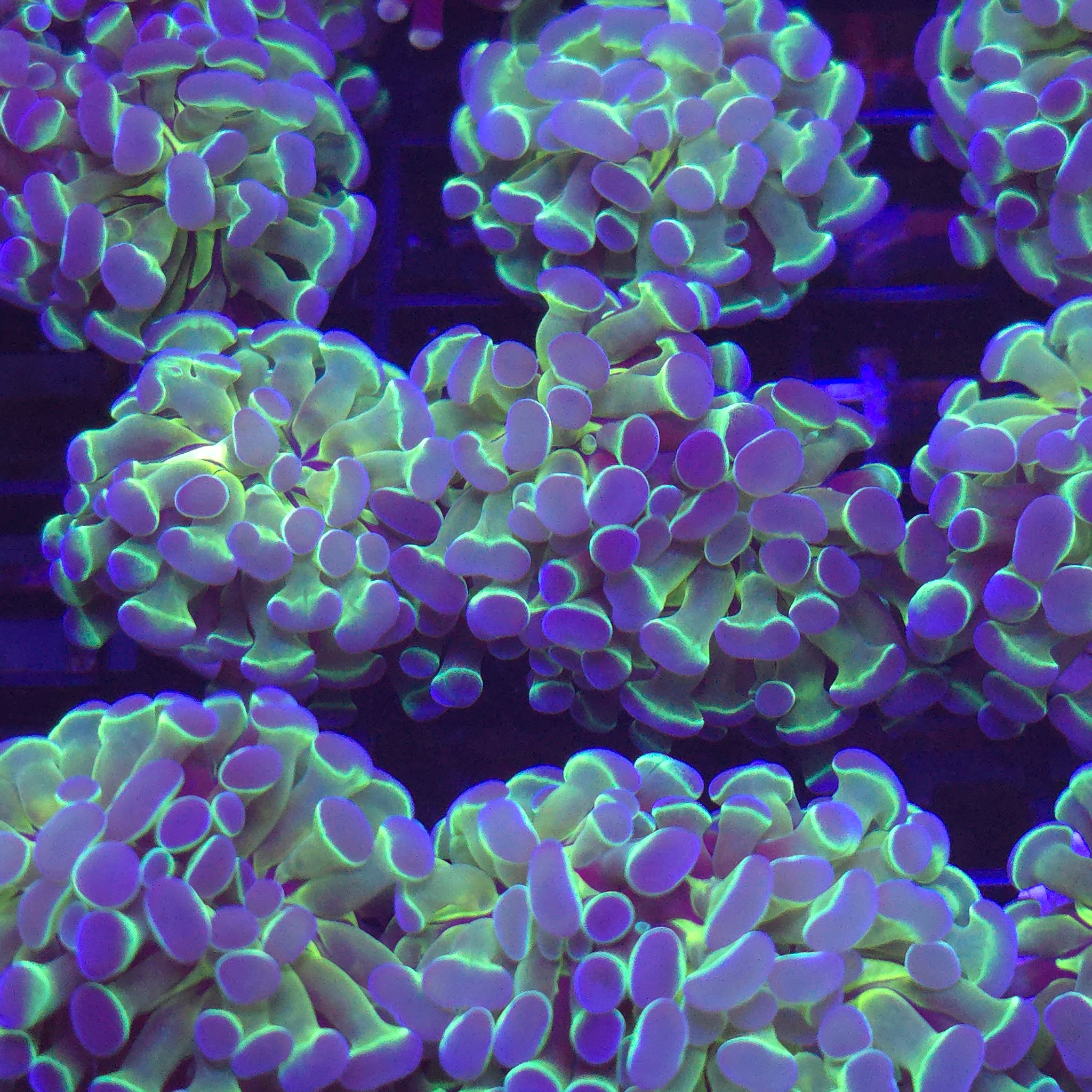 Ultra Hologram Hammer - Aquacultured LPS Coral | AJ's Aquariums