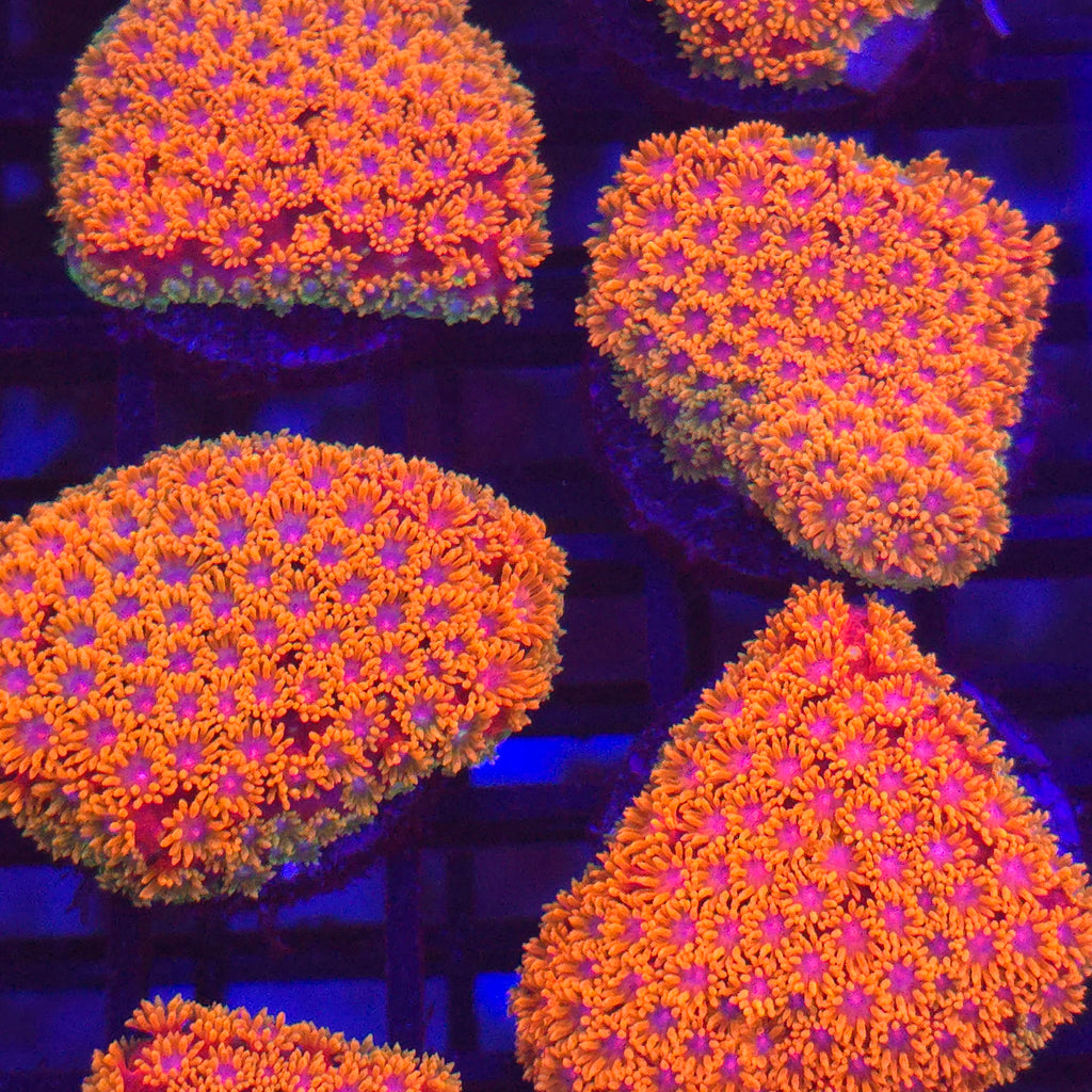Ultra Rainbow Goniopora - Aquacultured LPS Coral | AJ's Aquariums
