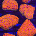 Ultra Rainbow Goniopora - Aquacultured LPS Coral | AJ's Aquariums
