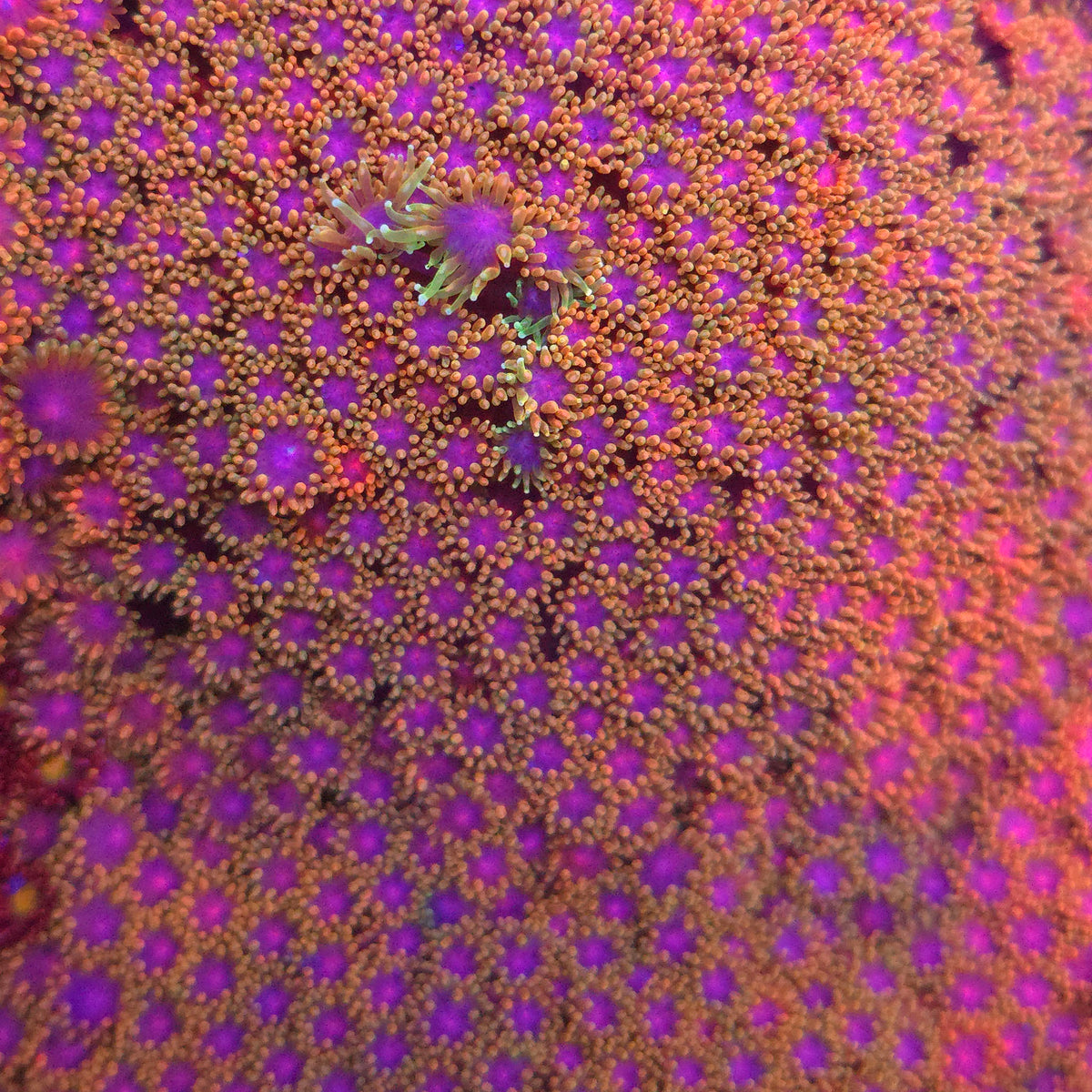 Ultra Rainbow Goniopora