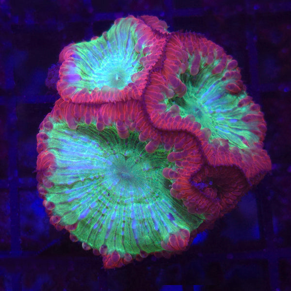 AJ's Ultra Toxic Blasto Blastomussa - Aquacultured LPS Coral | AJ's Aquariums