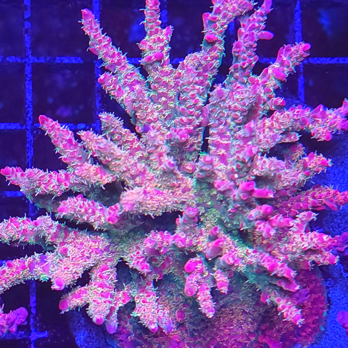 Vivid Confetti Acropora