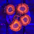 Volcanic War Zoanthids