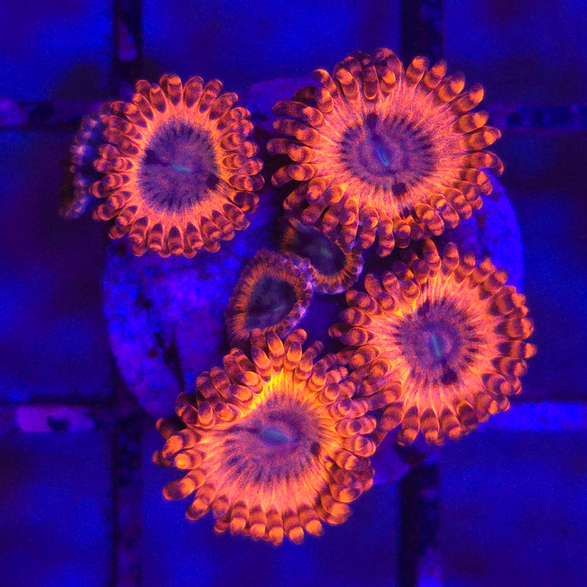 Volcanic War Zoanthids