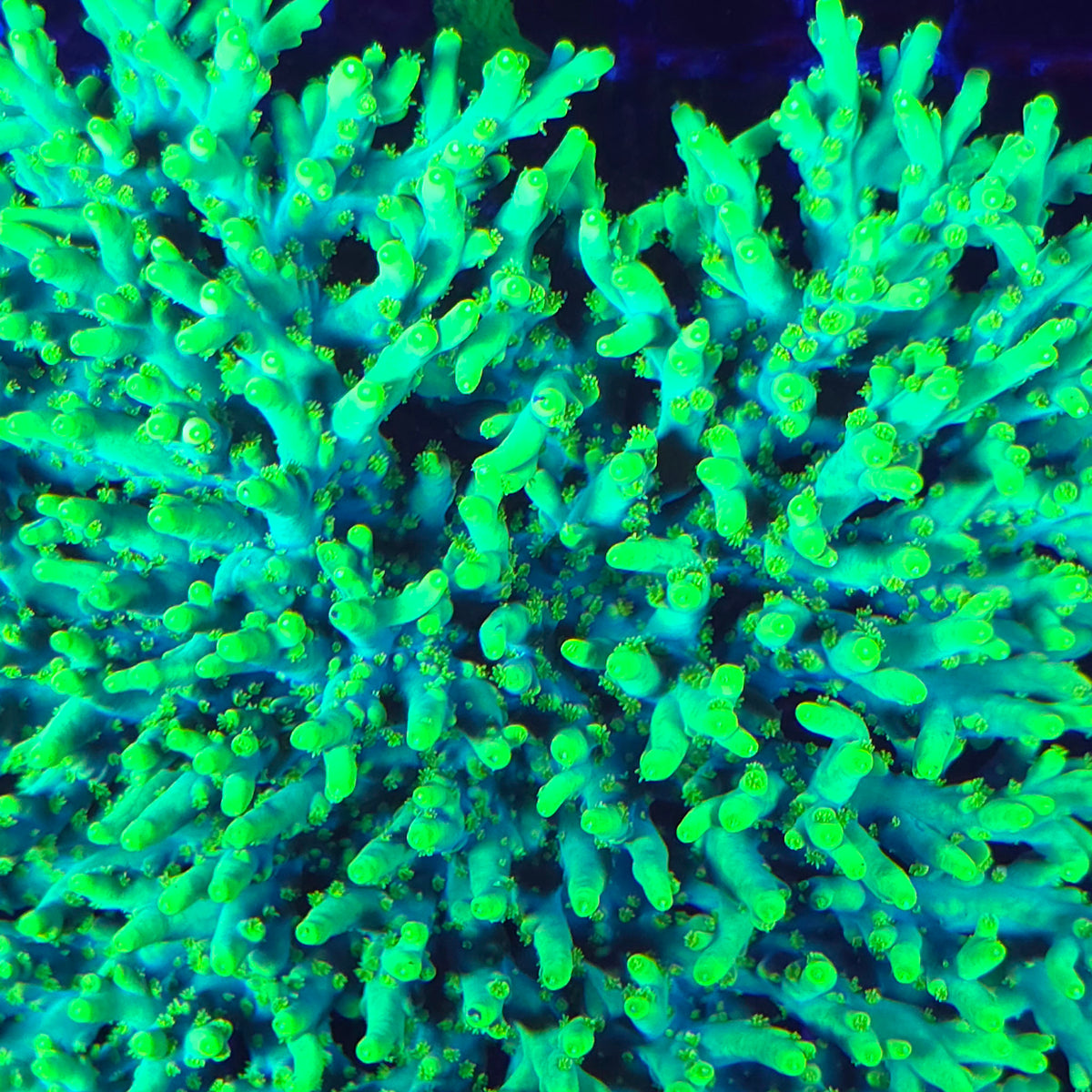 WWC Yoda Acropora