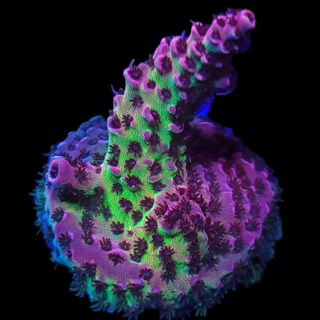 WWC Christmas Mirabilis Acropora - Aquacultured SPS Coral | AJ's Aquariums