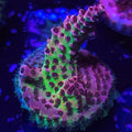 WWC Christmas Mirabilis Acropora - Aquacultured SPS Coral | AJ's Aquariums