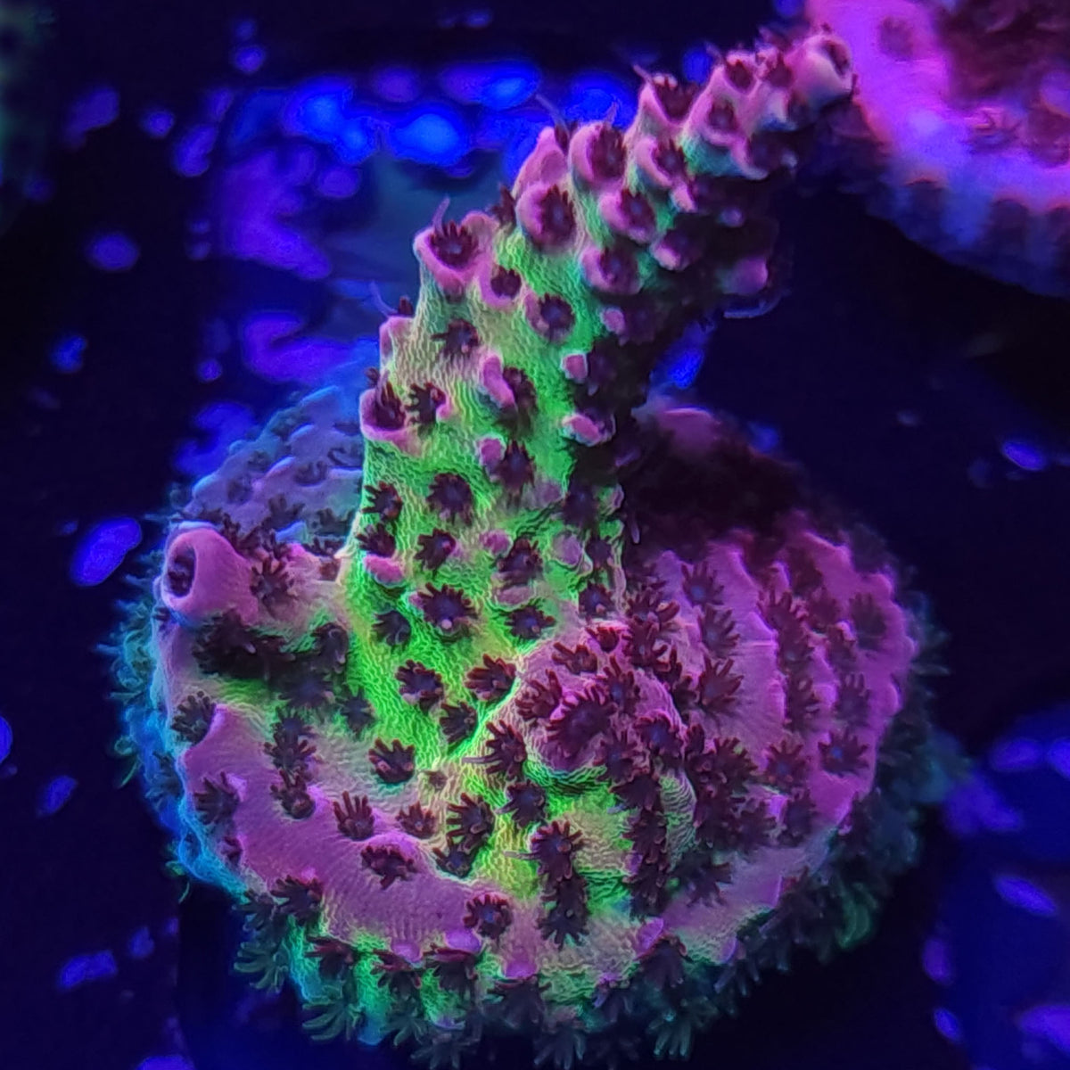 WWC Christmas Mirabilis Acropora - Aquacultured SPS Coral | AJ's Aquariums