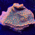 WWC Dragon Fruit Montipora - Aquacultured SPS Coral | AJ's Aquariums