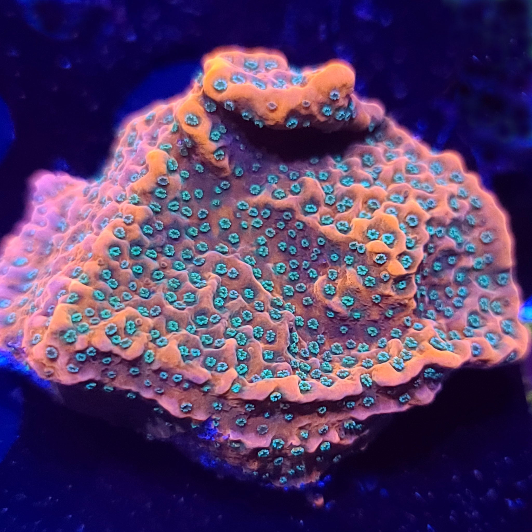 WWC Dragon Fruit Montipora - Aquacultured SPS Coral | AJ's Aquariums