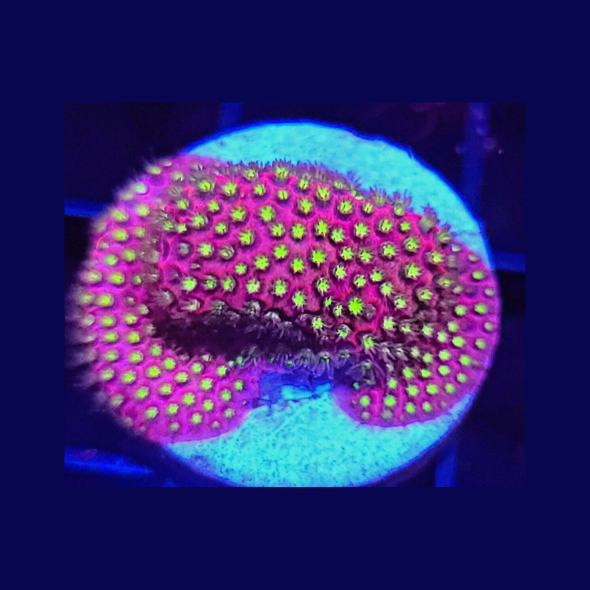 WWC Electric Daisy Stylocoeniella - Aquacultured LPS Coral | AJ's Aquariums